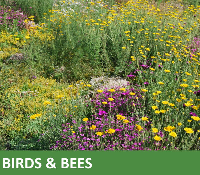 Groen dak pakket biodiversiteit birds and bees