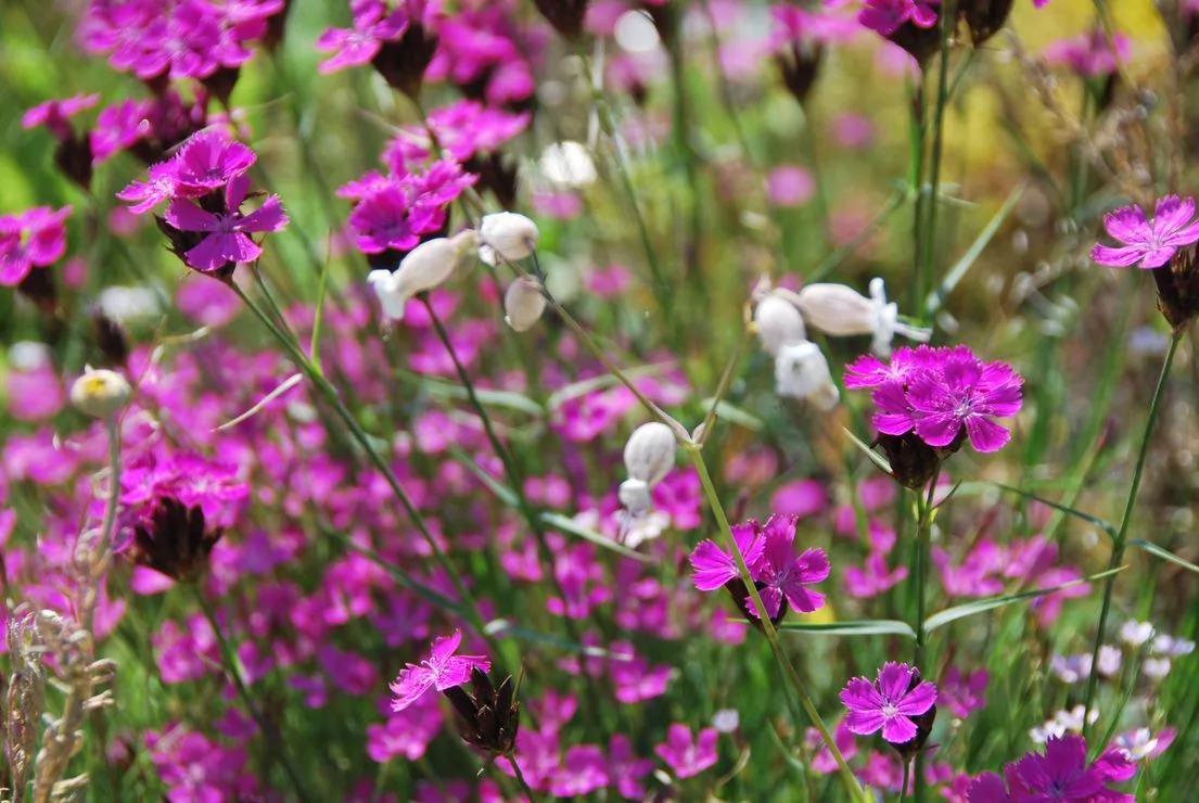 groendak voor vlinder met wilde bloemen