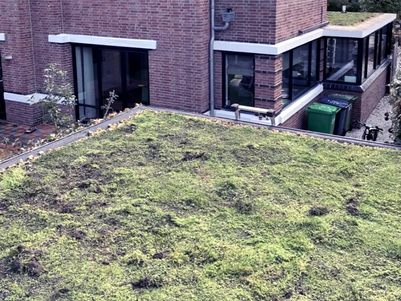 Detailfoto van het groendak in Den Haag