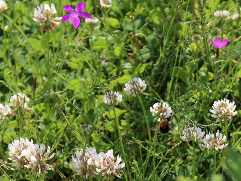 Close-up-in-Voorburg