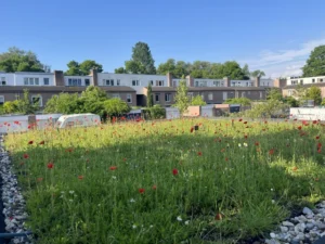 Dakbloemenweide inheemse Maastricht