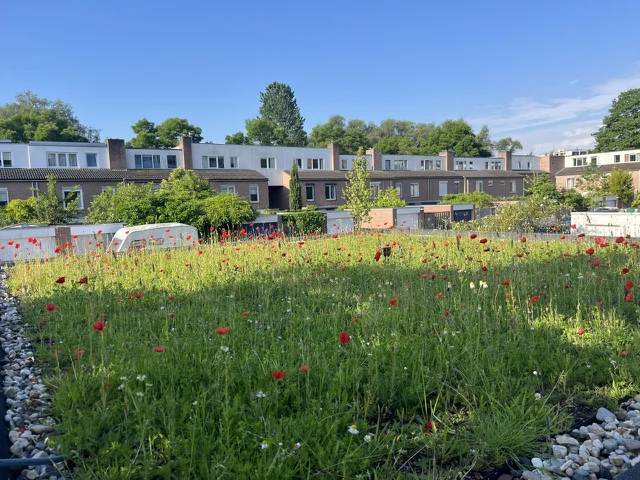 Dakbloemenweide inheemse Maastricht
