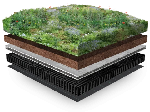Groendak Inheemse Dakbloemenweide