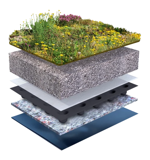 Groendak Sedum Kruidendak
