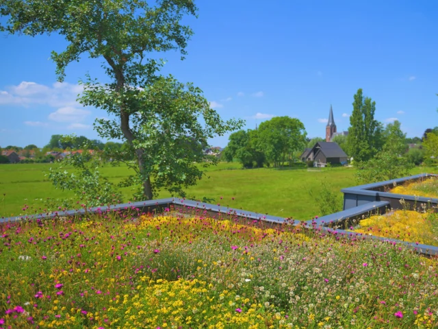 Inheemse dakbloemenweide pakket