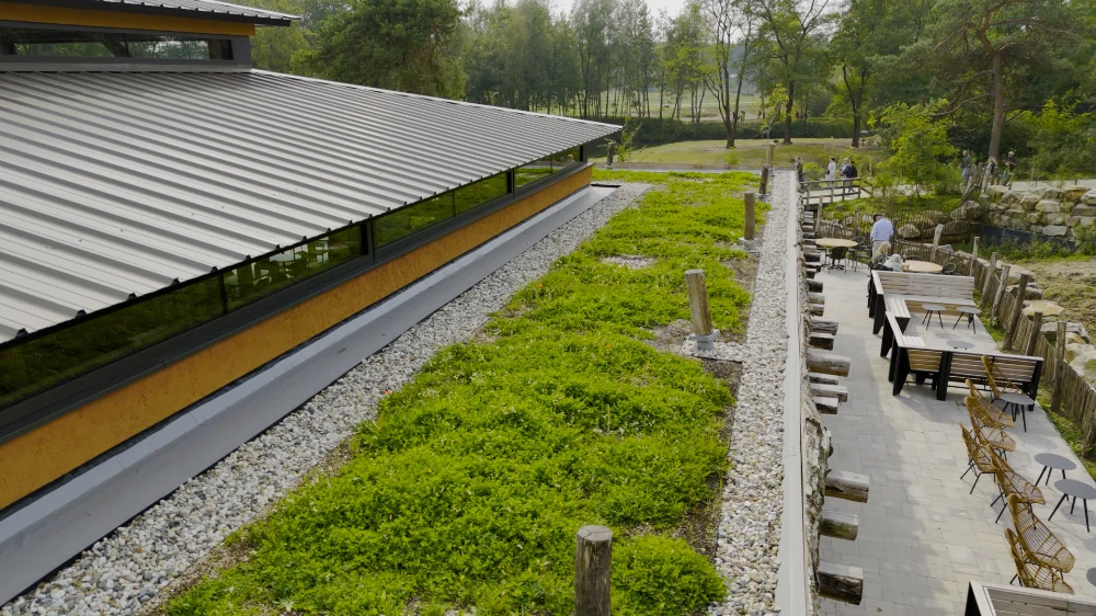 Inheemse dakbloemenweide Beekse Bergen