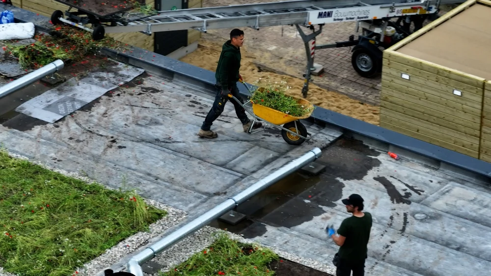 Inheemse dakbloemenweide sittard