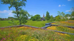 Mooie dakbloemenweide