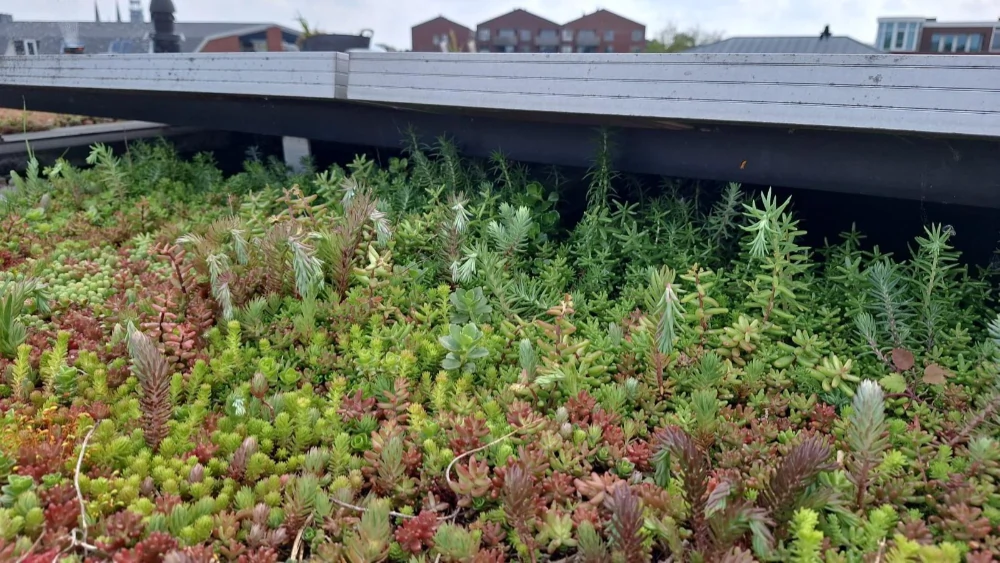Verzorging Sedum