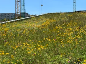 Gemiddelde kosten groendak onderhoud