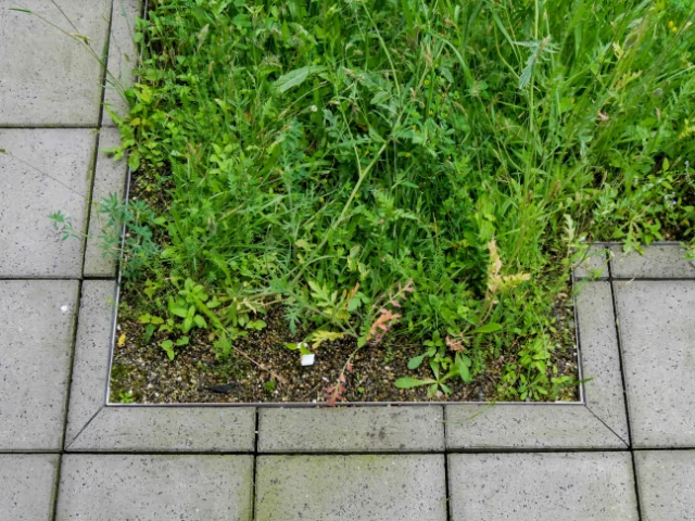 Groen dak zelf onderhouden
