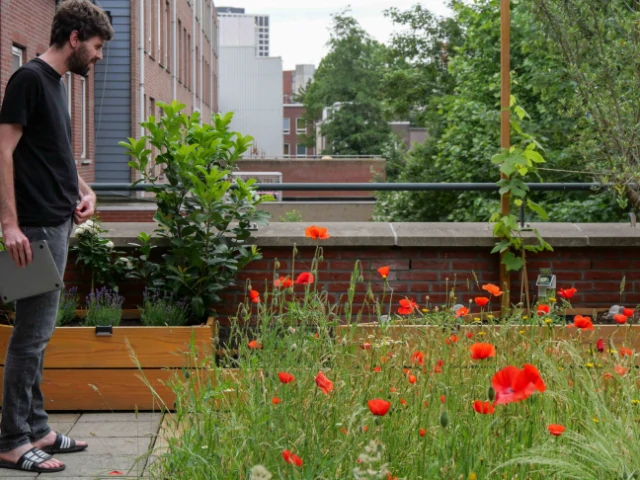 Groendak onderhoud zelf doen