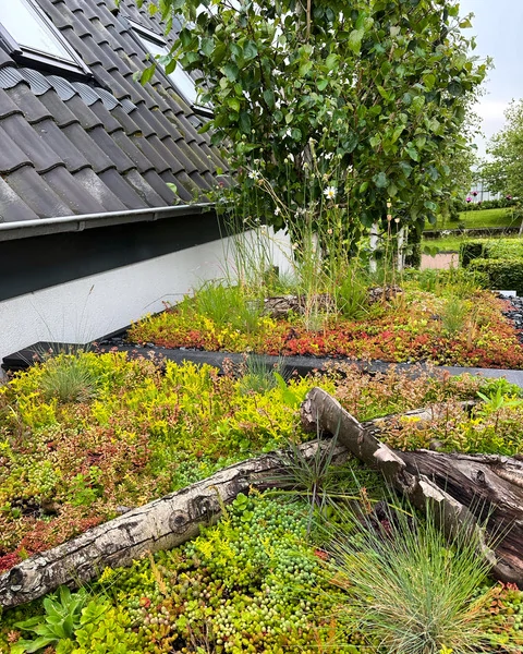 Groene daktuin met sedum, planten en kleine boom na aanleg