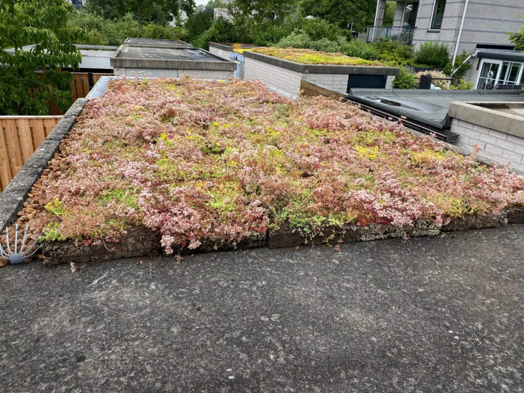 Biobased sedumdak kurk